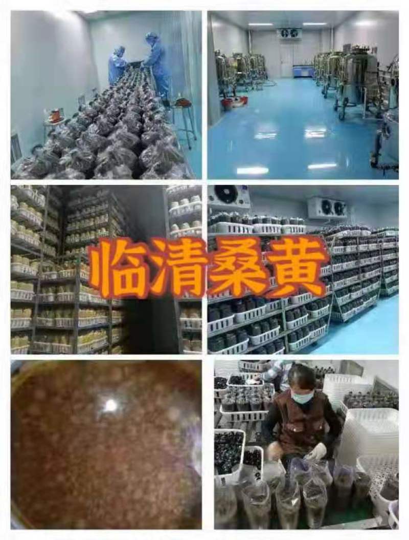 大量销售纯桑木桑黄菌包大量上市品质保证