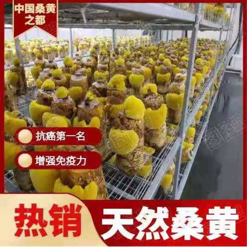 大量销售纯桑木桑黄菌包大量上市品质保证
