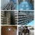 大量销售纯桑木桑黄菌包大量上市品质保证