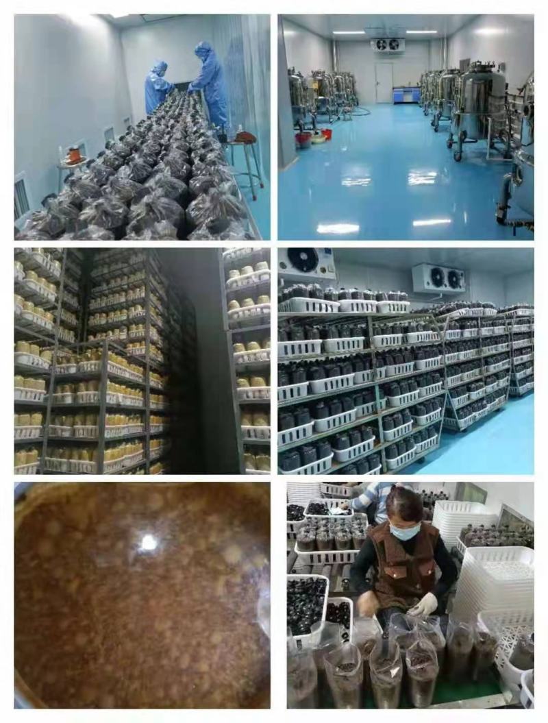 大量销售纯桑木桑黄菌包大量上市品质保证