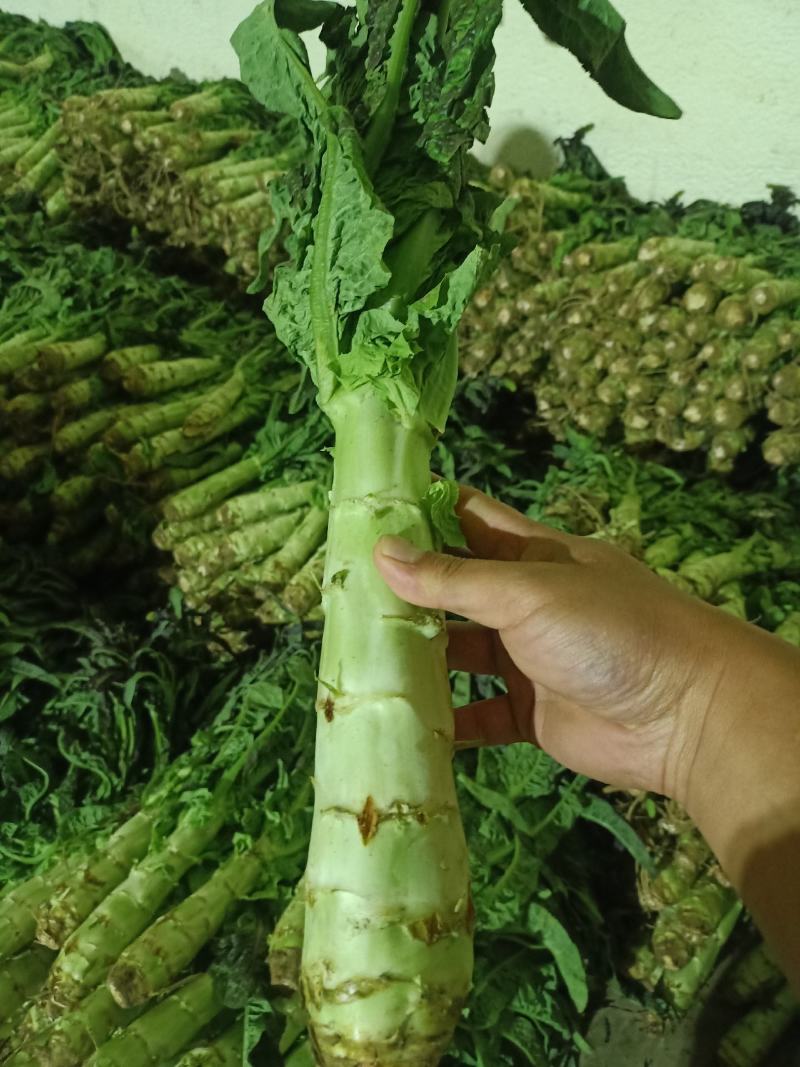 （基地直供）（热销）（推荐）兰州高原夏菜红叶莴笋大量上市