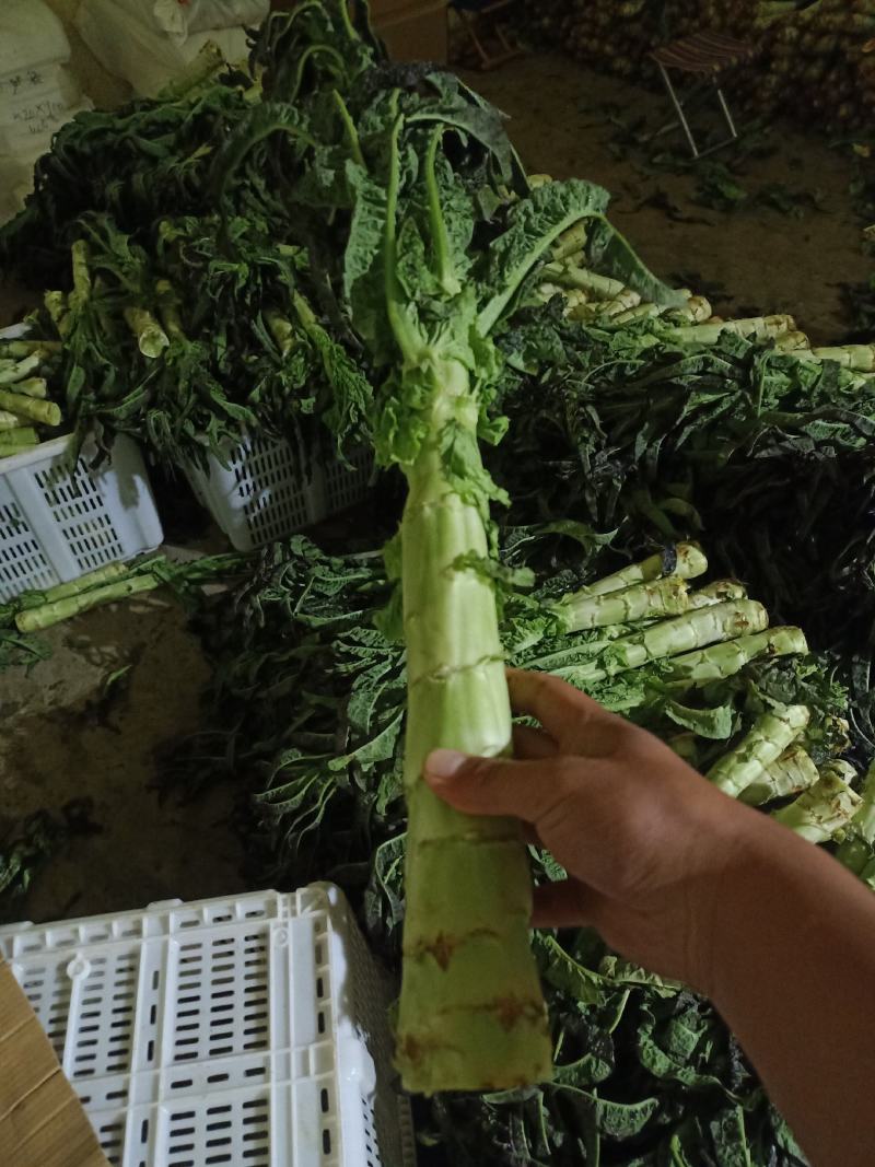 （基地直供）（热销）（推荐）兰州高原夏菜红叶莴笋大量上市