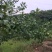 200万斤青柠檬等着你