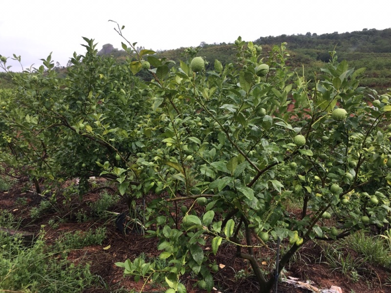 200万斤青柠檬等着你