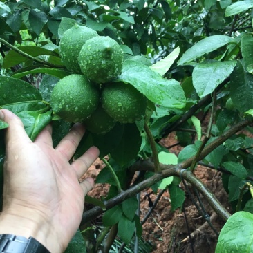 200万斤青柠檬等着你