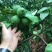 200万斤青柠檬等着你