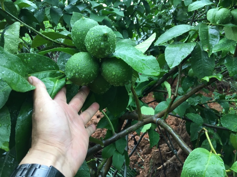 200万斤青柠檬等着你