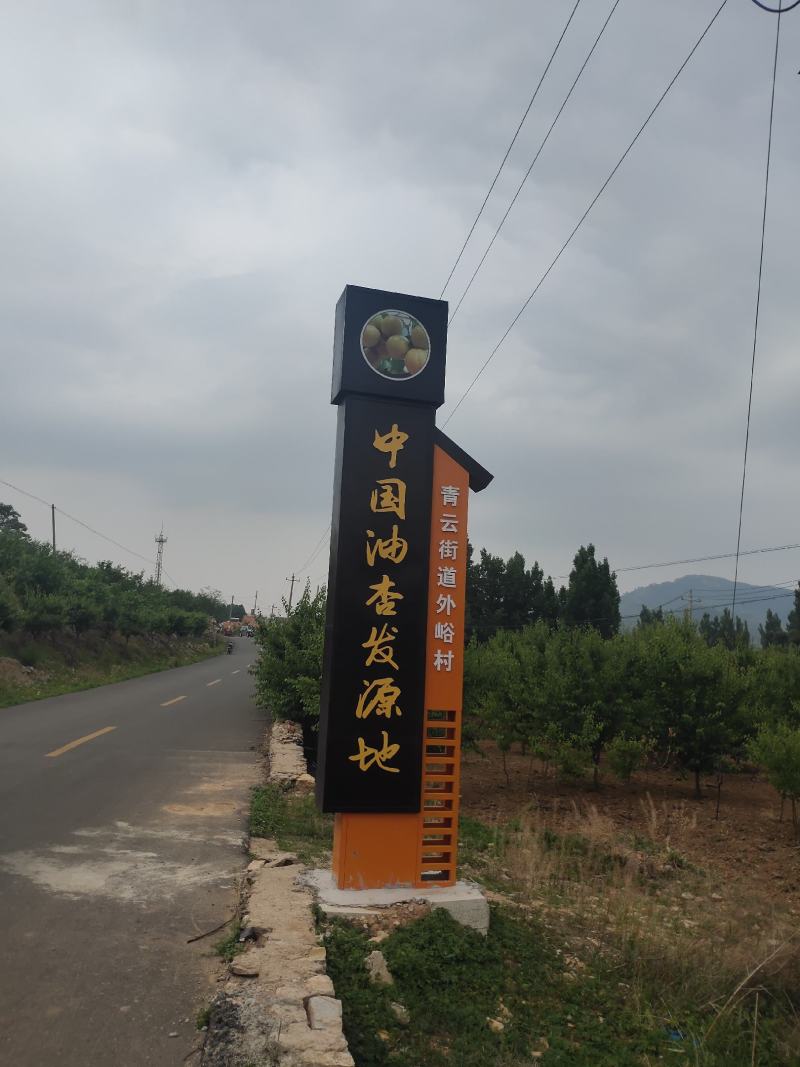 油杏中国油杏发源地外峪村糖度高亮度高商品性强