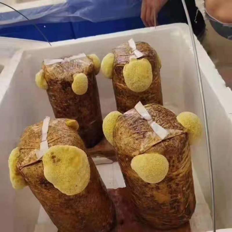 纯桑木桑黄菌包大量上市山东，品质保证，有意者可电话联系