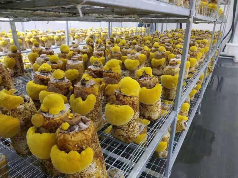 纯桑木桑黄菌包大量上市山东，品质保证，有意者可电话联系