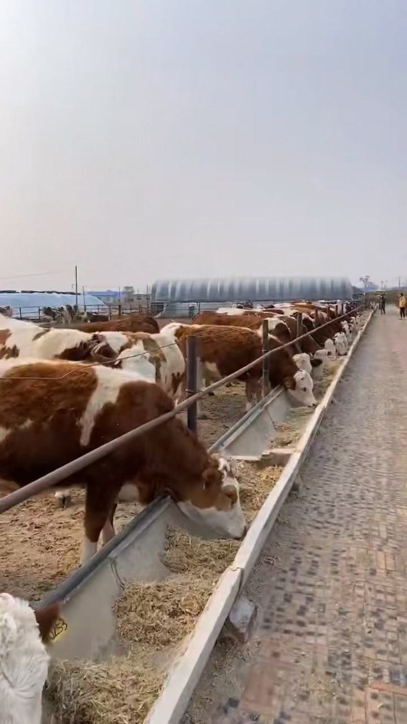 活牛出售西门塔尔小牛崽改良肉牛犊子养殖纯种大型鲁西黄牛活