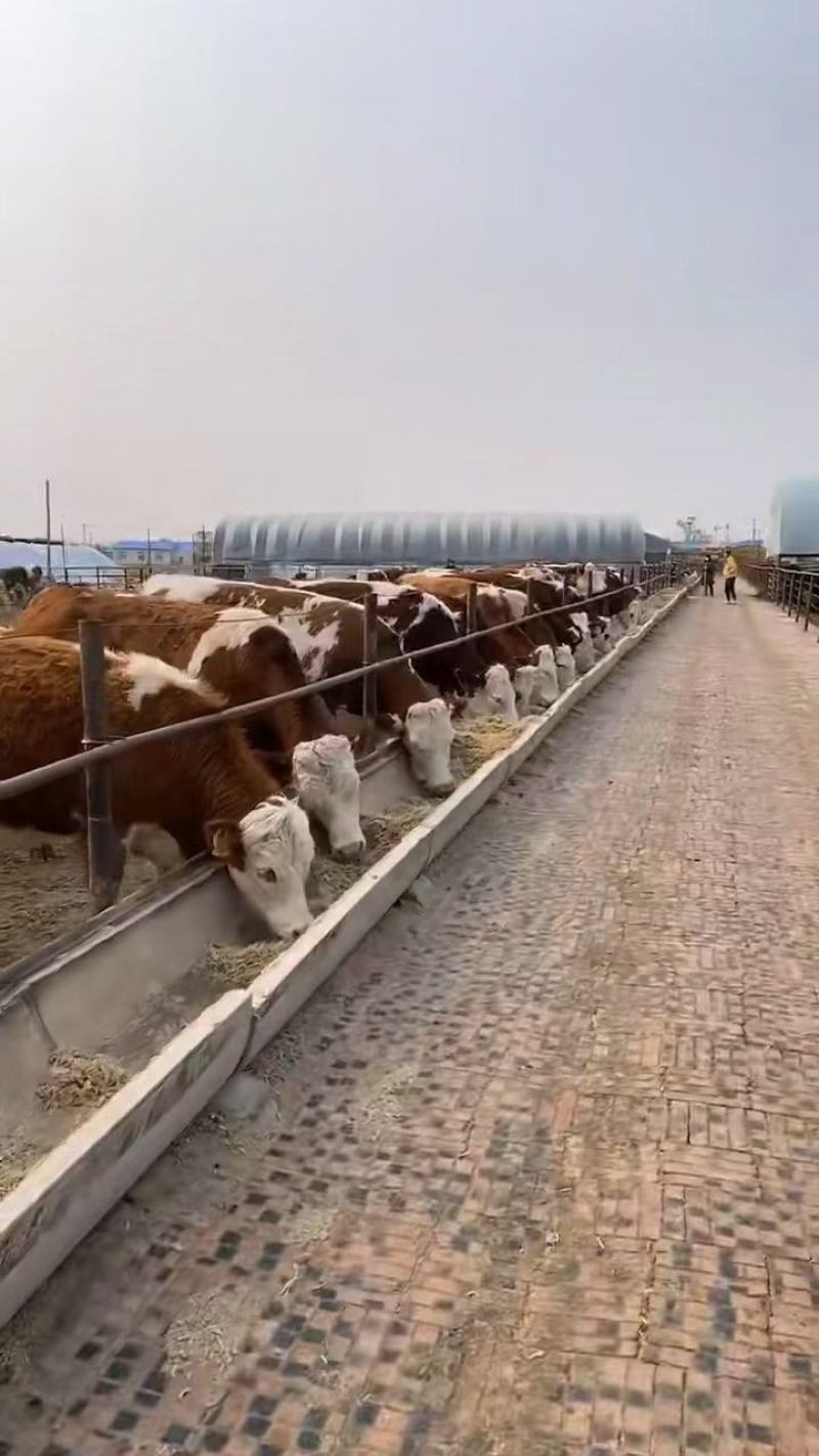 活牛出售西门塔尔小牛崽改良肉牛犊子养殖纯种大型鲁西黄牛活
