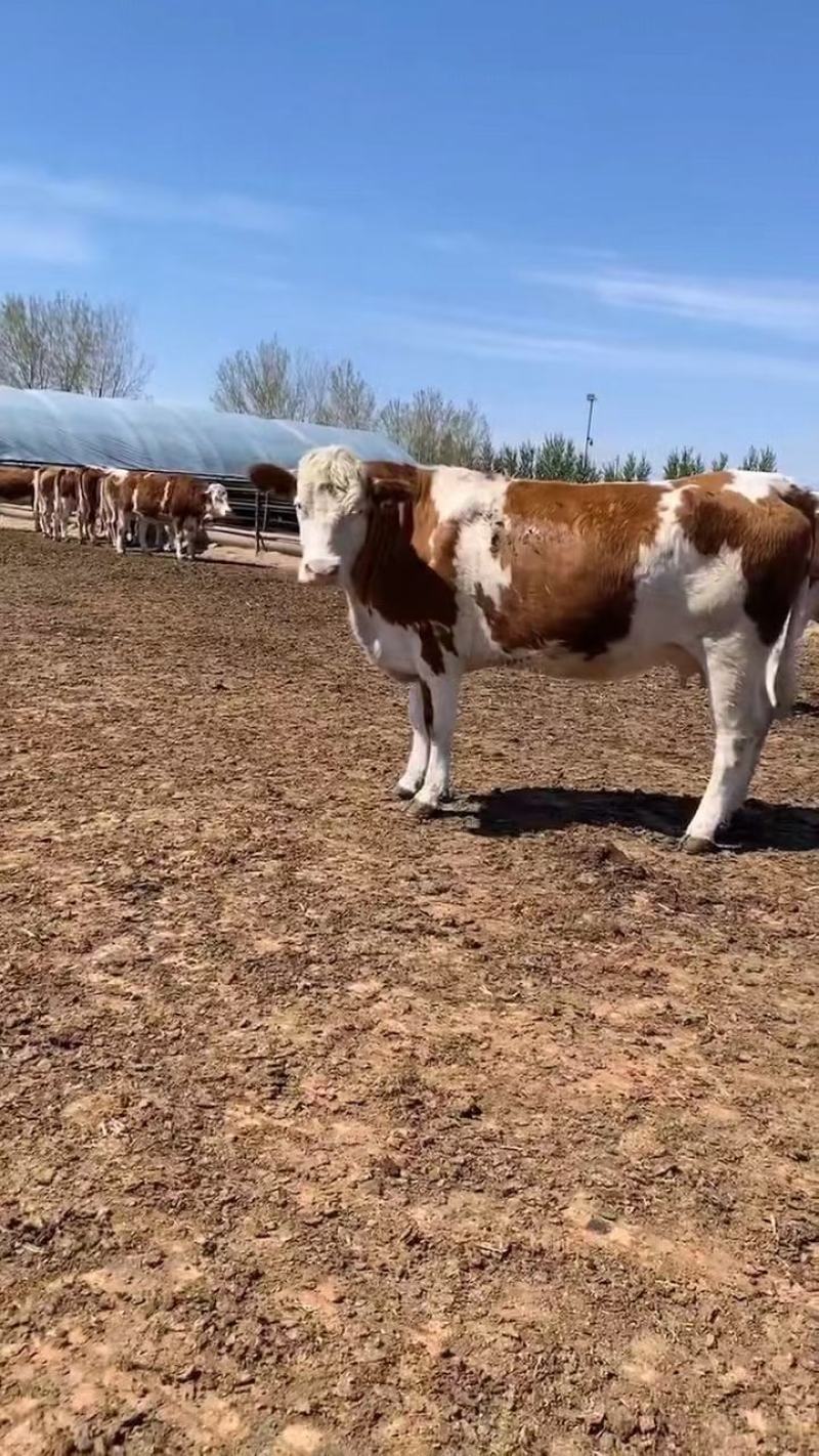 活牛出售西门塔尔小牛崽改良肉牛犊子养殖纯种大型鲁西黄牛活