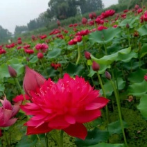 精品荷花，品种荷花苗，基地位于河北白洋淀，量大价优