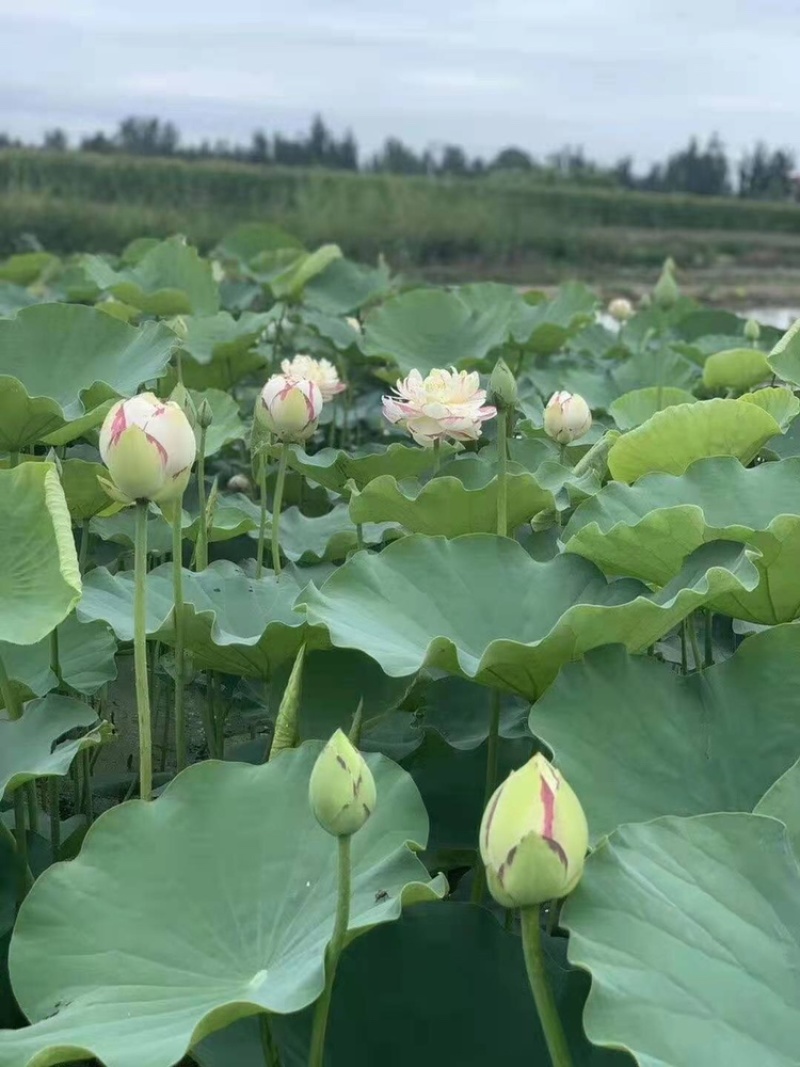 精品荷花，品种荷花苗，基地位于河北白洋淀，量大价优