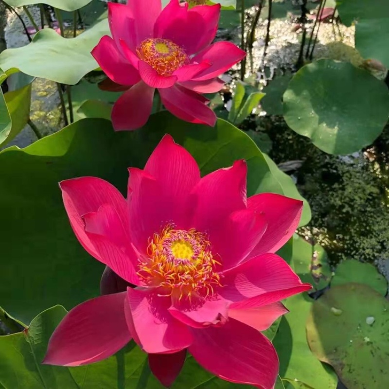精品荷花，品种荷花苗，基地位于河北白洋淀，量大价优