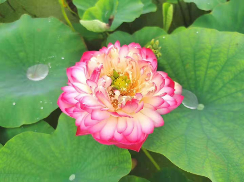 精品荷花，品种荷花苗，基地位于河北白洋淀，量大价优