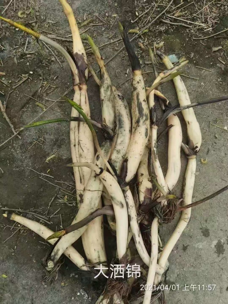 精品荷花，品种荷花苗，基地位于河北白洋淀，量大价优