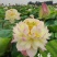 精品荷花，品种荷花苗，基地位于河北白洋淀，量大价优