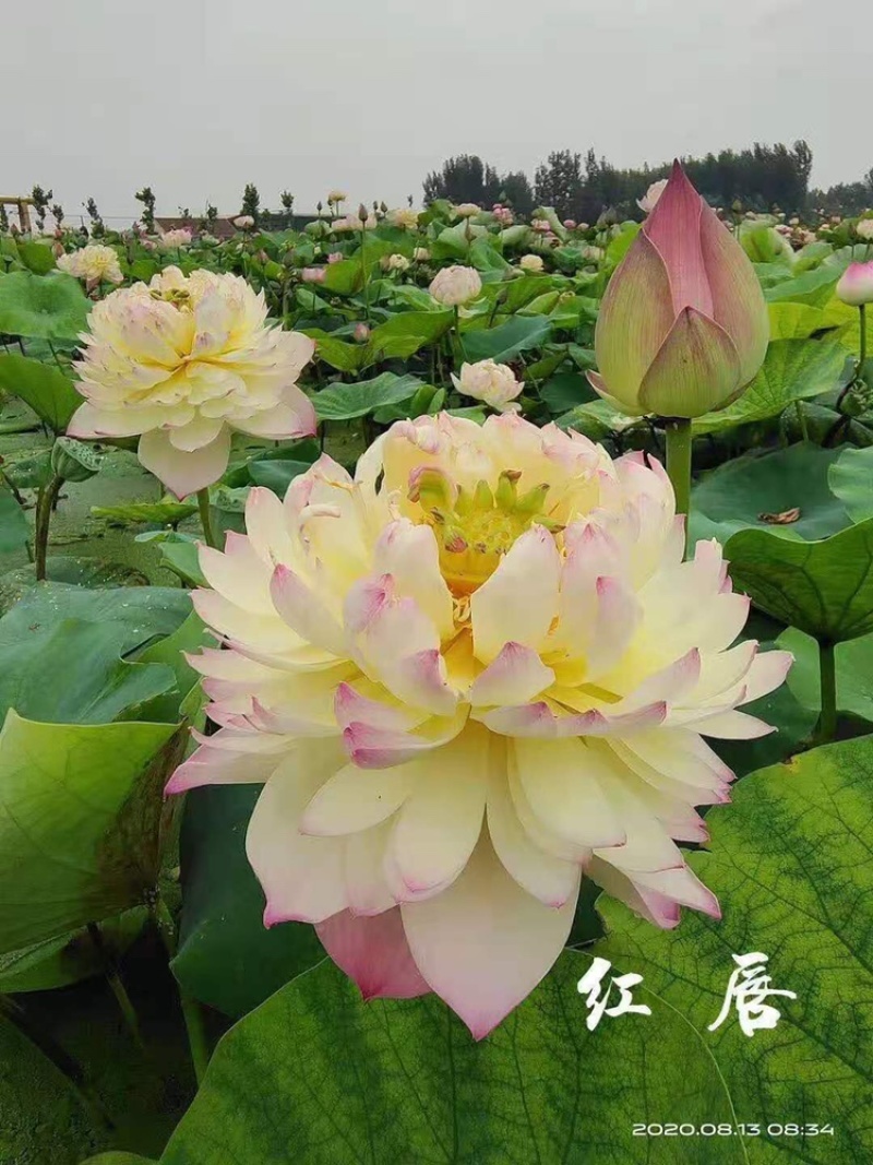 精品荷花，品种荷花苗，基地位于河北白洋淀，量大价优