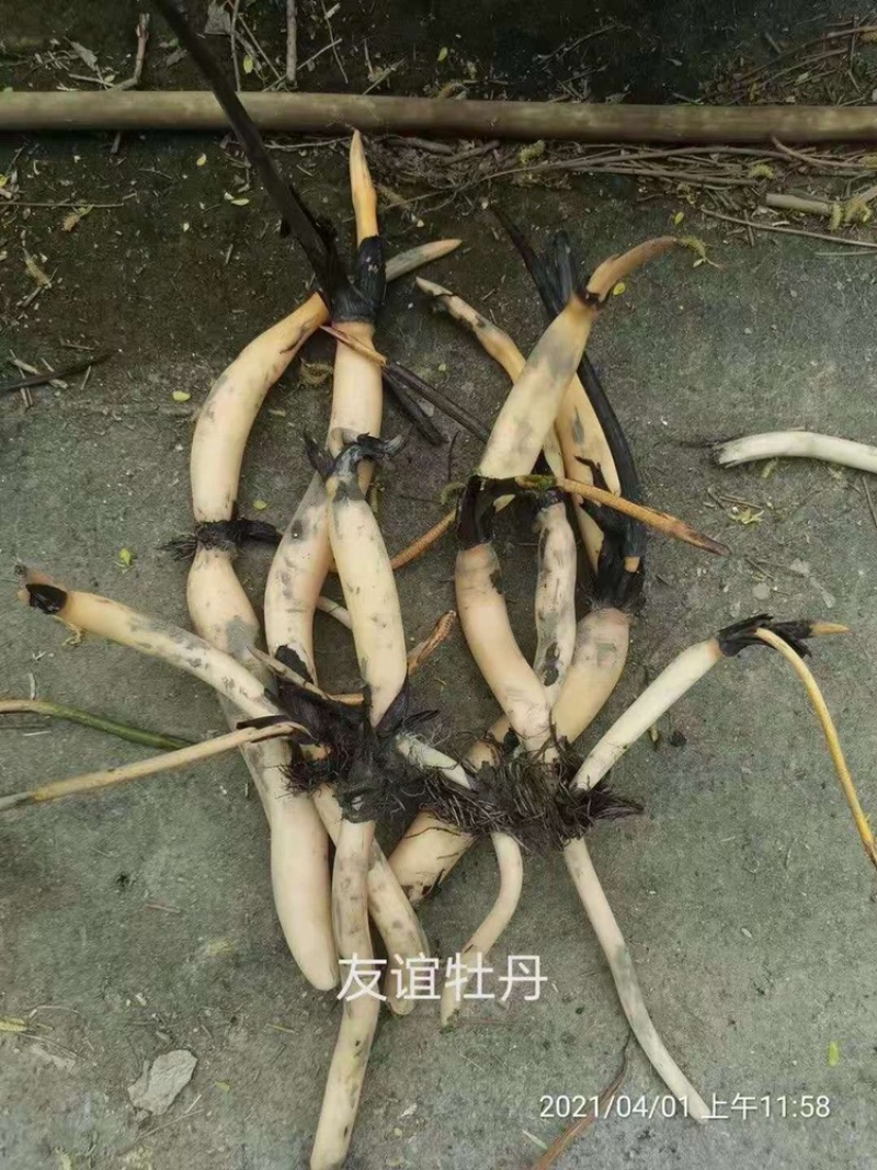 精品荷花，品种荷花苗，基地位于河北白洋淀，量大价优