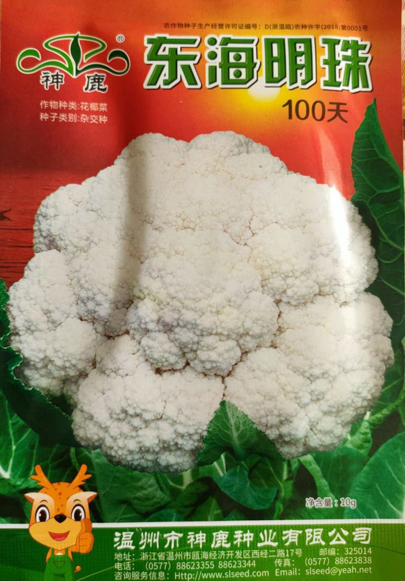 花椰菜种子东海明珠花菜种子白花菜种子紧花菜种子菜花种子