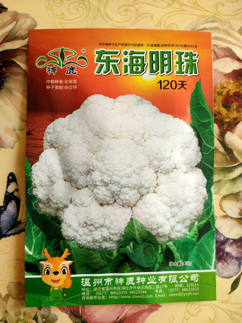 花椰菜种子东海明珠花菜种子白花菜种子紧花菜种子菜花种子