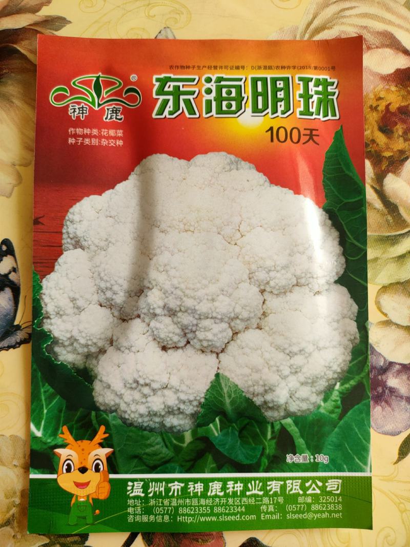 花椰菜种子东海明珠花菜种子白花菜种子紧花菜种子菜花种子