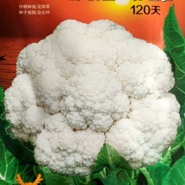 花椰菜种子东海明珠花菜种子白花菜种子紧花菜种子菜花种子