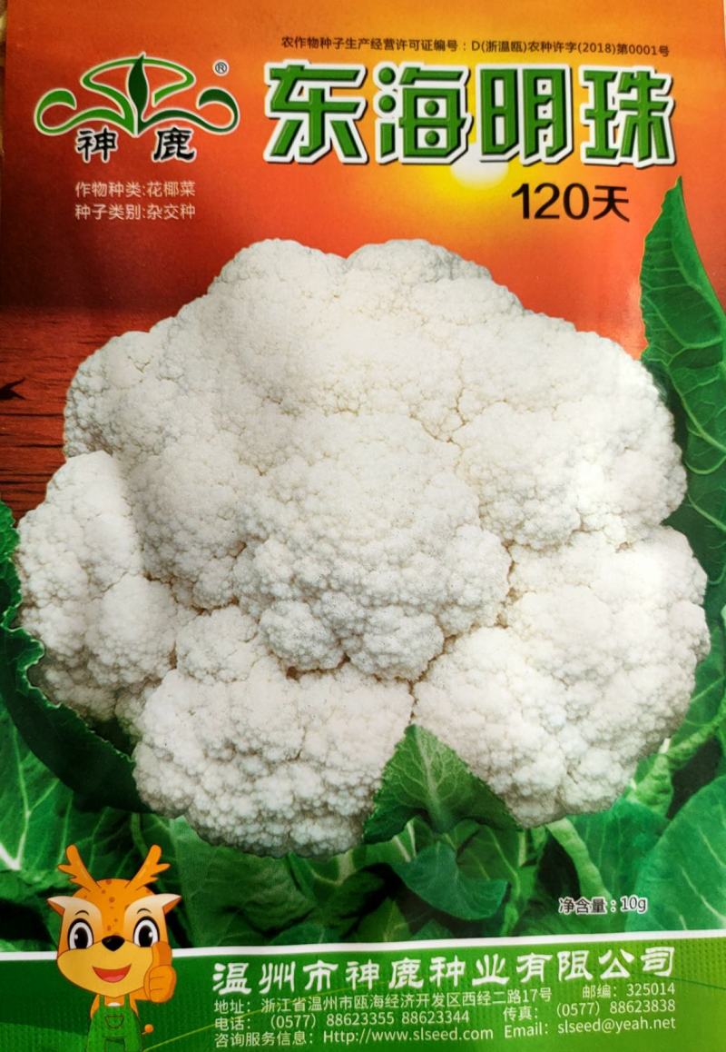 花椰菜种子东海明珠花菜种子白花菜种子紧花菜种子菜花种子