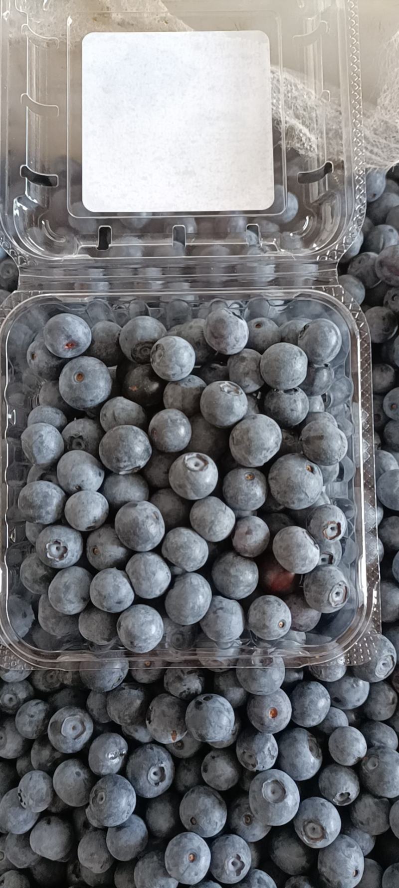 云南灿烂果粉十足