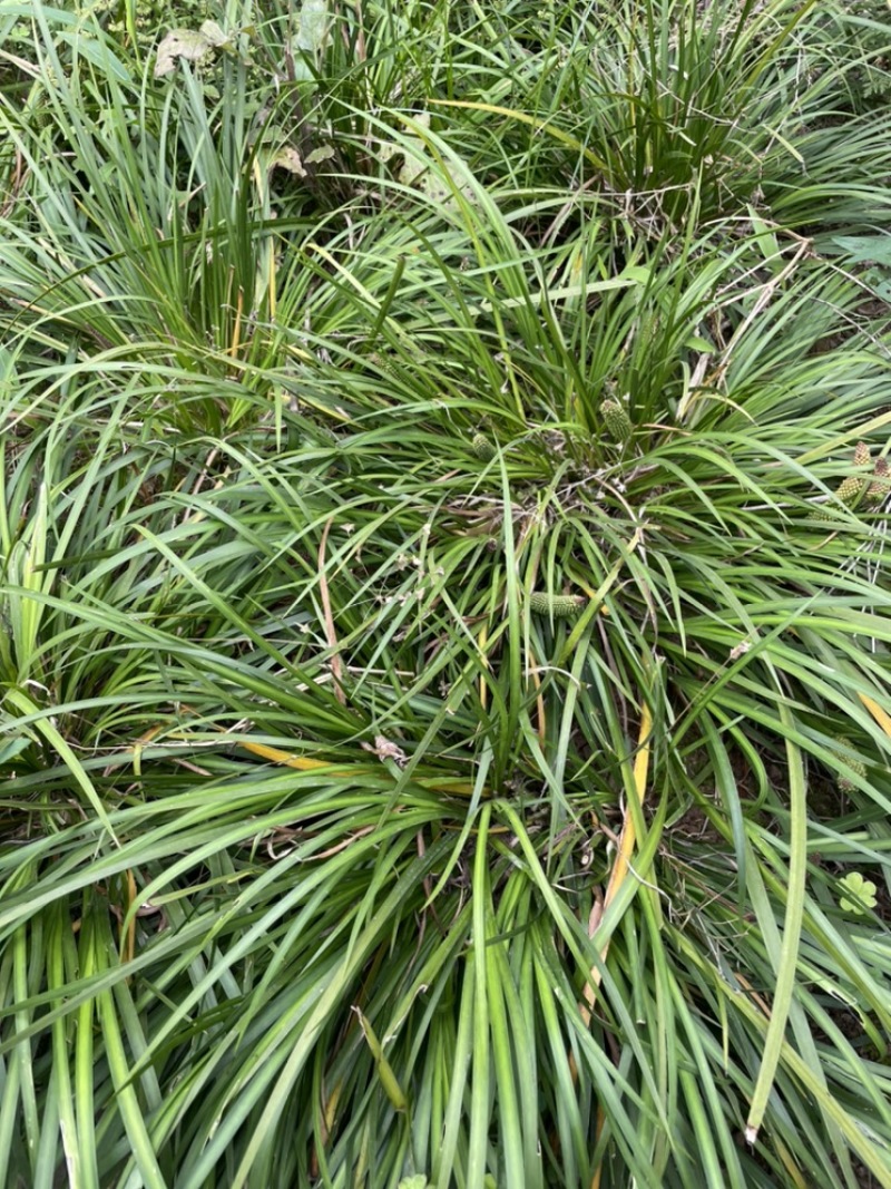 石菖蒲