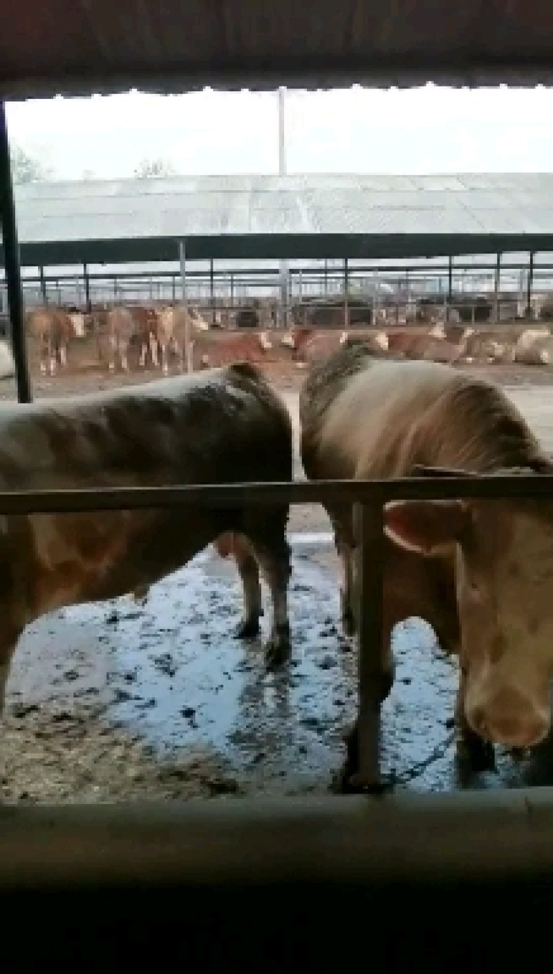 牛犊活苗肉牛犊牛仔活体小牛犊水牛幼崽杂交西门塔尔牛犊养殖