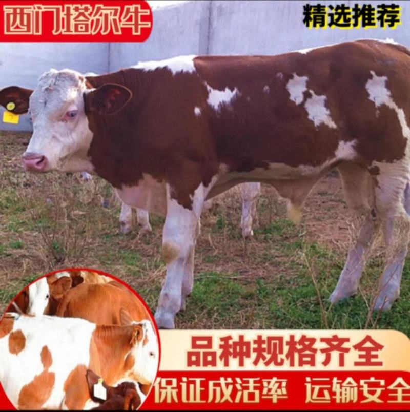 牛犊活苗肉牛犊牛仔活体小牛犊水牛幼崽杂交西门塔尔牛犊养殖