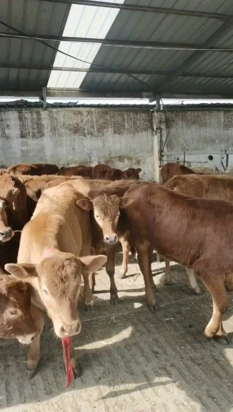 牛犊活苗肉牛犊牛仔活体小牛犊水牛幼崽杂交西门塔尔牛犊养殖