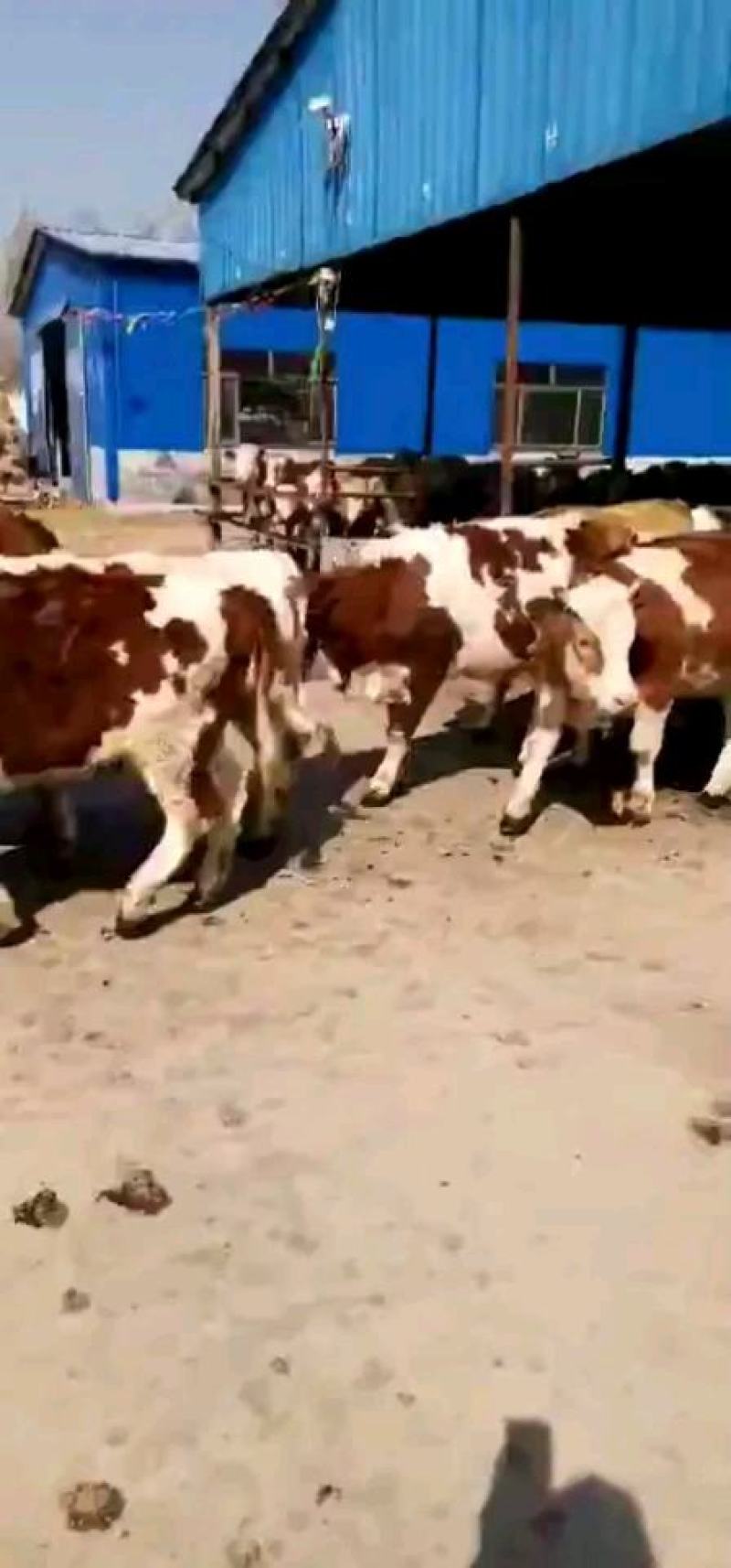 牛犊活苗肉牛犊牛仔活体小牛犊水牛幼崽杂交西门塔尔牛犊养殖