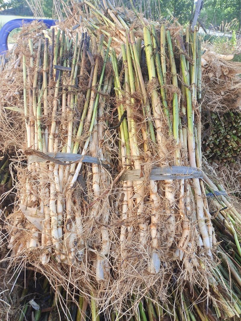 芦苇野生芦苇苗盆栽矮生芦苇白根多须成活率极高
