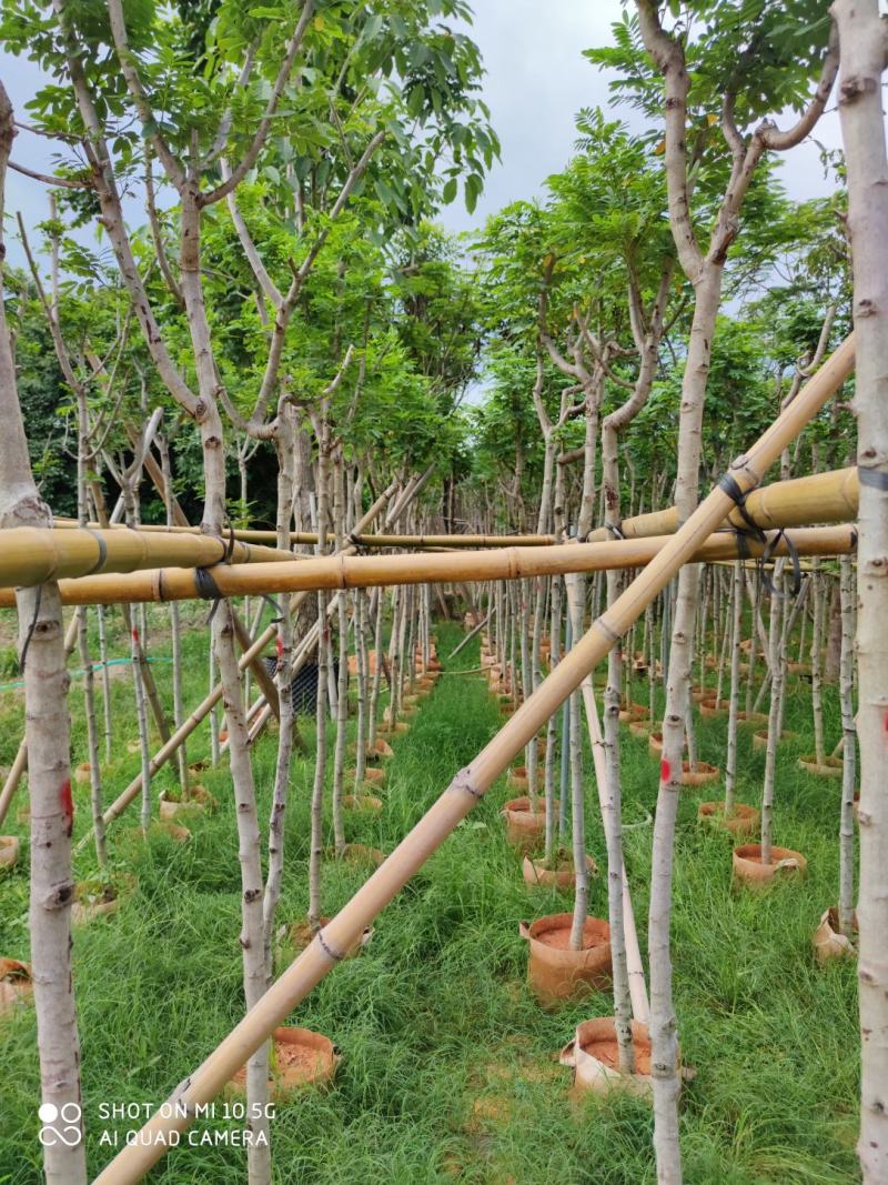 3-5分黄槐袋苗批发，广东黄槐袋苗，普宁黄槐袋苗