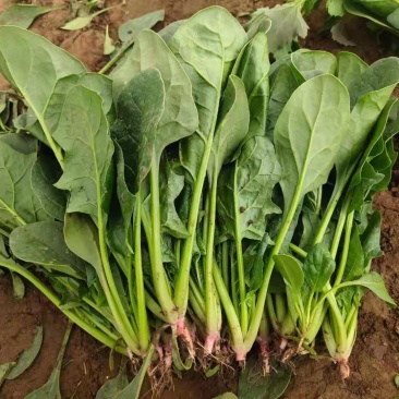 菠菜大量供应