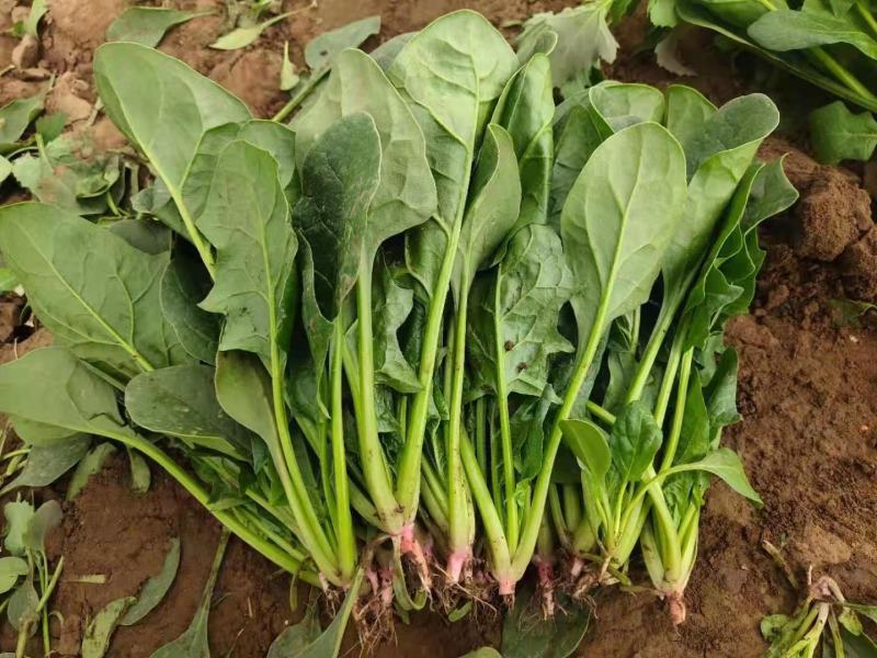 菠菜大量供应