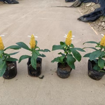 黄虾花
