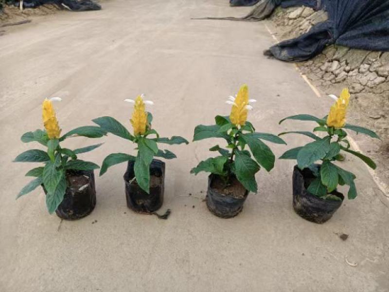 黄虾花