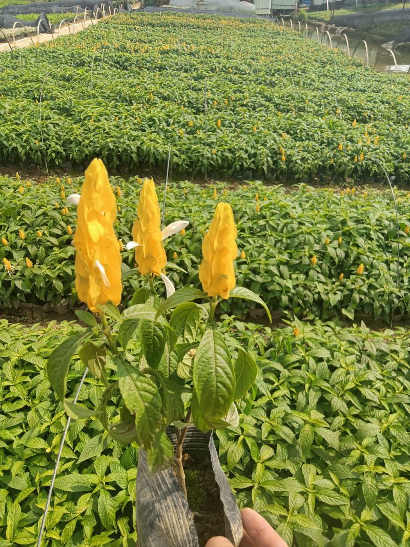 黄虾花