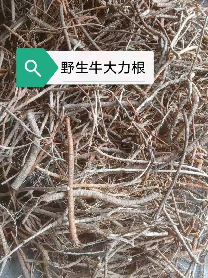 广西省河池市天峨县牛大力根广西野生牛大力根鲜货