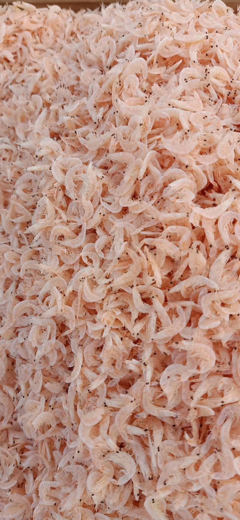 磷虾