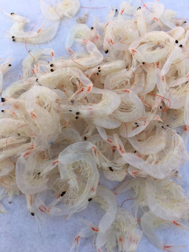 磷虾
