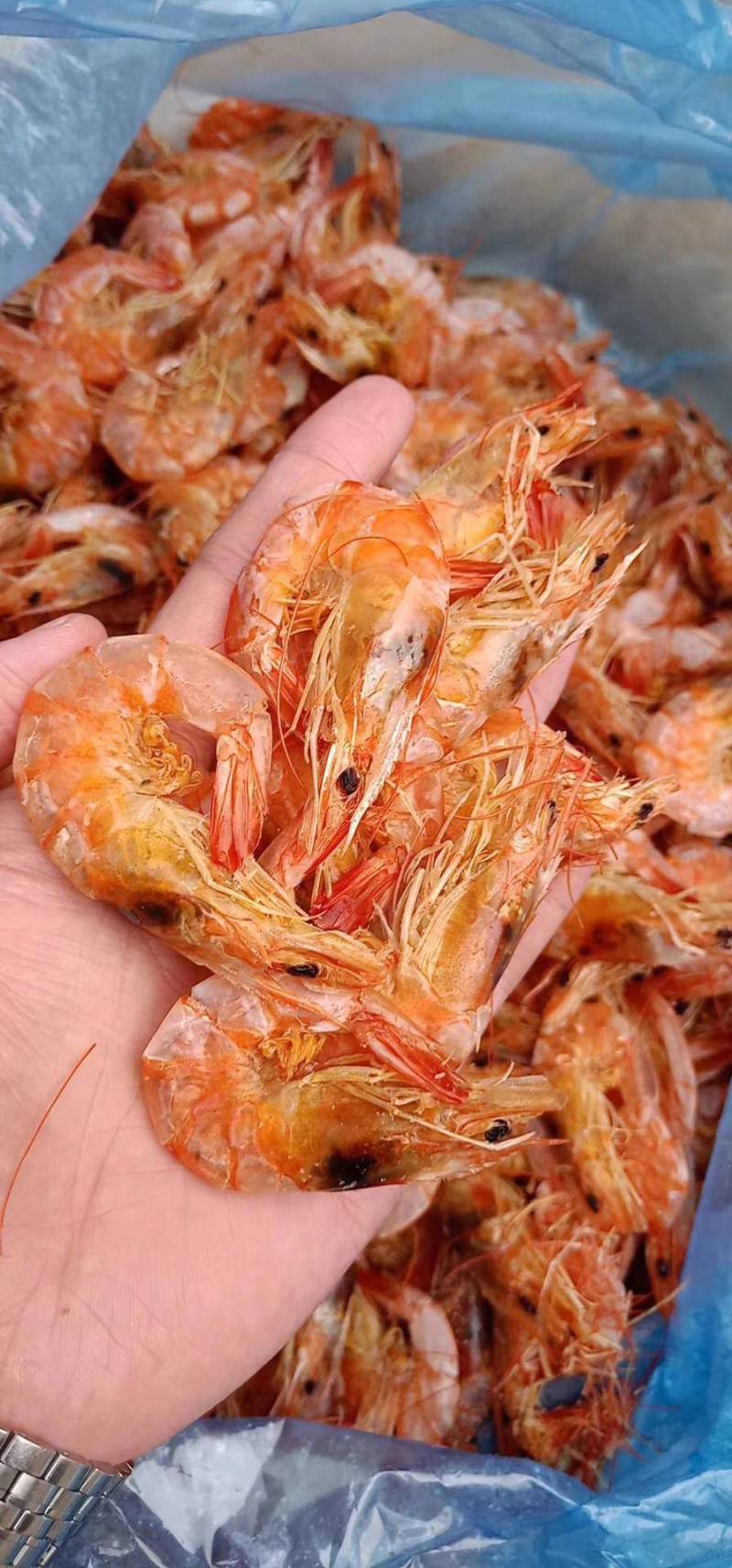 磷虾