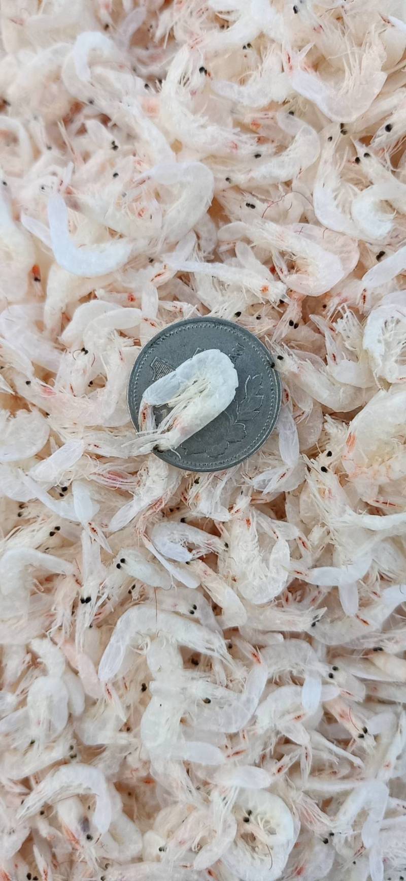 磷虾