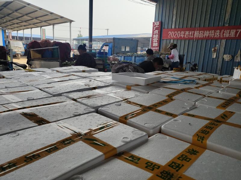 山东西葫芦精品西葫芦大量供应，产地直发，价格便宜
