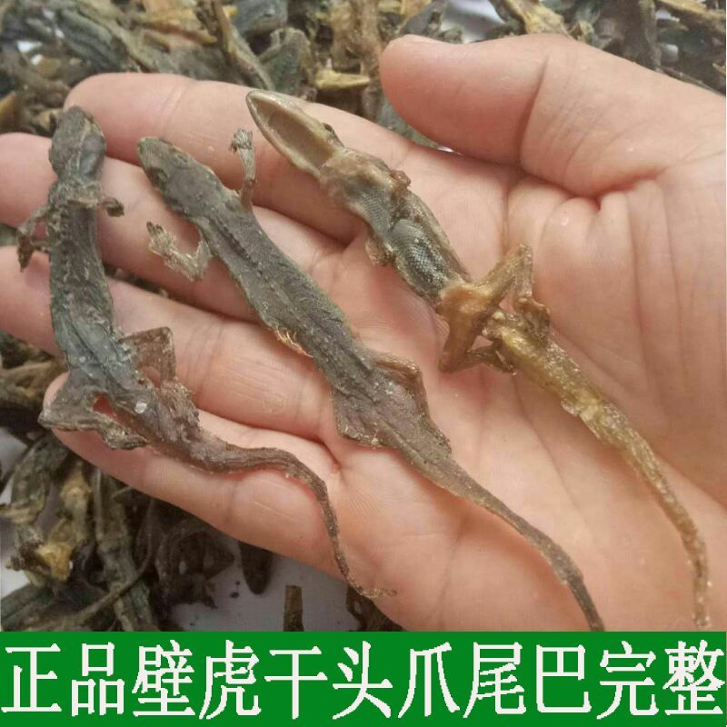 壁虎天龙进口摆条货刚到新货价格实惠欢迎下单